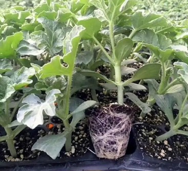 玉屏哪有育嫁接西瓜苗,印江甜王\美都西瓜苗育苗厂2026