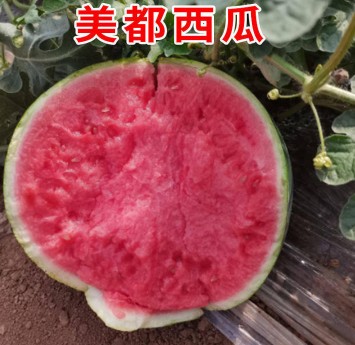 沭阳哪有卖西瓜苗,泗洪嫁接美都西瓜苗育苗厂2026